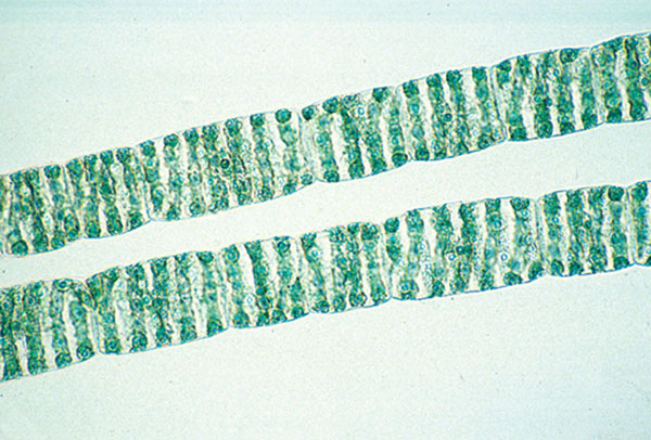 Microscopic preparations - Series B